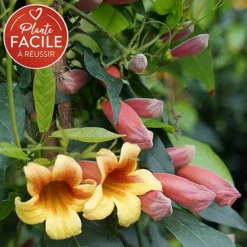 Bignone capreolata - bignone à vrilles 3l - 60/90cm