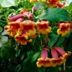 Bignone capreolata - bignone à vrilles 3l - 60/90cm