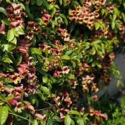 Bignone capreolata - bignone à vrilles 3l - 60/90cm