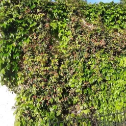 Bignone capreolata - bignone à vrilles 3l - 60/90cm