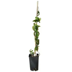 Bignone capreolata - bignone à vrilles 3l - 60/90cm