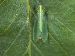 BIOTOP - Chrysope 300 oeufs