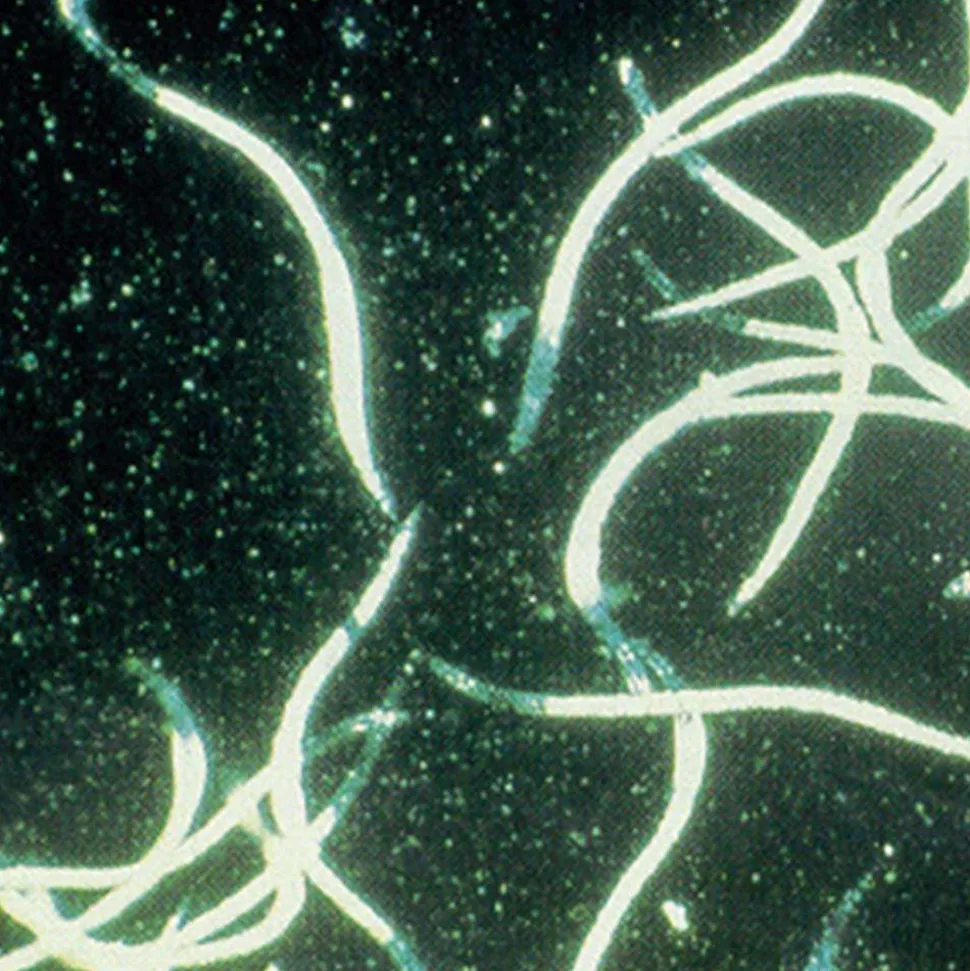 BIOTOP - Nématodes utiles hb anti vers blancs - 25m