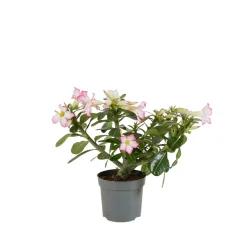 BLOOMIQUE - Adenium obesum - rose du désert - floraison - plantes d'intérieur - pot 13cm - 25-35cm de haut