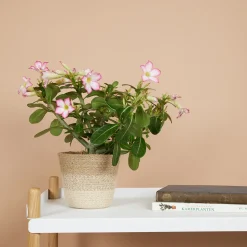 BLOOMIQUE - Adenium obesum - rose du désert - floraison - plantes d'intérieur - pot 13cm - 25-35cm de haut