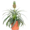 BLOOMIQUE - Ananas mi amigo - plante ananas - plante anti-ronflement - 30-40 cm de haut - pot 12 cm