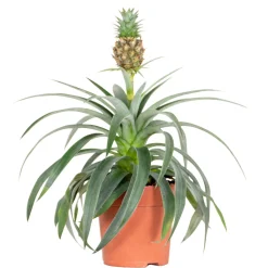 BLOOMIQUE - Ananas mi amigo - plante ananas - plante anti-ronflement - 30-40 cm de haut - pot 12 cm