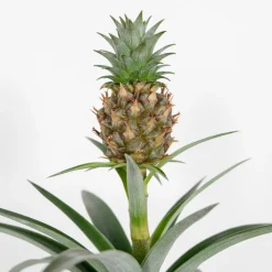BLOOMIQUE - Ananas mi amigo - plante ananas - plante anti-ronflement - 30-40 cm de haut - pot 12 cm