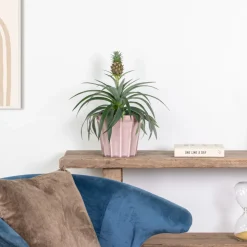 BLOOMIQUE - Ananas mi amigo - plante ananas - plante anti-ronflement - 30-40 cm de haut - pot 12 cm