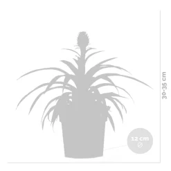 BLOOMIQUE - Ananas mi amigo - plante ananas - plante anti-ronflement - 30-40 cm de haut - pot 12 cm