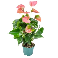 BLOOMIQUE - Anthurium - plante flamant rose - rose - plante d’intérieur - 30-40 cm de haut - pot 12 cm