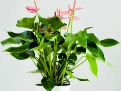 BLOOMIQUE - Anthurium - plante flamant rose - rose - plante d’intérieur - 30-40 cm de haut - pot 12 cm