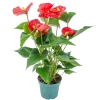 BLOOMIQUE - Anthurium - plante flamant rose - rouge - plante d’intérieur - 30-40 cm de haut - pot 12 cm