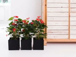 BLOOMIQUE - Anthurium - plante flamant rose - rouge - plante d’intérieur - 30-40 cm de haut - pot 12 cm