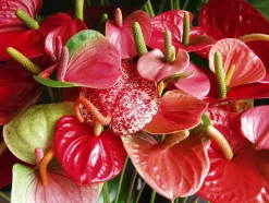 BLOOMIQUE - Anthurium - plante flamant rose - rouge - plante d’intérieur - 30-40 cm de haut - pot 12 cm