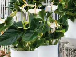 BLOOMIQUE - Anthurium - plante flamant rose - blanc - plante d’intérieur - 30-40 cm de haut - pot 12 cm
