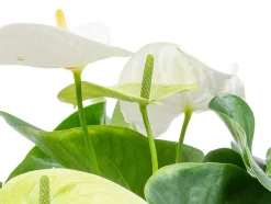 BLOOMIQUE - Anthurium - plante flamant rose - blanc - plante d’intérieur - 30-40 cm de haut - pot 12 cm