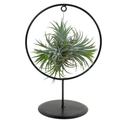 BLOOMIQUE - Bloomique - tillandsia magic ball en anneau - plante aérienne - plante d’intérieur - 30 cm de haut