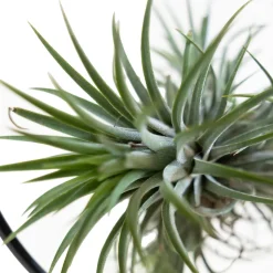 BLOOMIQUE - Bloomique - tillandsia magic ball en anneau - plante aérienne - plante d’intérieur - 30 cm de haut