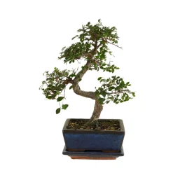 BLOOMIQUE - Bonsaï zelkova - forme en s - bonsaï - plantes d'intérieur - hauteur 20-30 cm - 15 cm de large