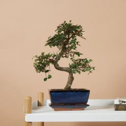 BLOOMIQUE - Bonsaï zelkova - forme en s - bonsaï - plantes d'intérieur - hauteur 20-30 cm - 15 cm de large