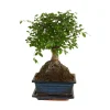BLOOMIQUE - Bonsaï zelkova - forme sphère - bonsaï - plantes d'intérieur - hauteur 20-30 cm - 15 cm de large