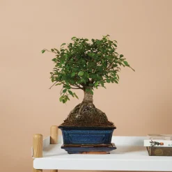 BLOOMIQUE - Bonsaï zelkova - forme sphère - bonsaï - plantes d'intérieur - hauteur 20-30 cm - 15 cm de large