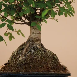 BLOOMIQUE - Bonsaï zelkova - forme sphère - bonsaï - plantes d'intérieur - hauteur 20-30 cm - 15 cm de large