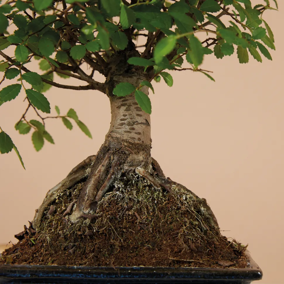 BLOOMIQUE - Bonsaï zelkova - forme sphère - bonsaï - plantes d'intérieur - hauteur 20-30 cm - 15 cm de large