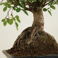 BLOOMIQUE - Bonsaï zelkova - forme sphère - bonsaï - plantes d'intérieur - hauteur 20-30 cm - 15 cm de large