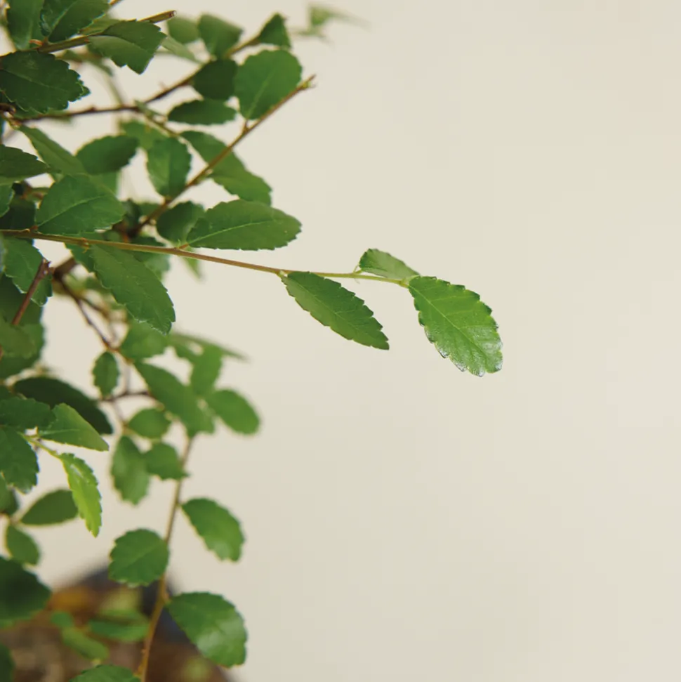 BLOOMIQUE - Bonsaï zelkova - forme sphère - bonsaï - plantes d'intérieur - hauteur 20-30 cm - 15 cm de large
