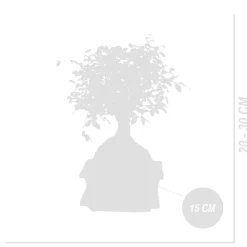 BLOOMIQUE - Bonsaï zelkova - forme sphère - bonsaï - plantes d'intérieur - hauteur 20-30 cm - 15 cm de large