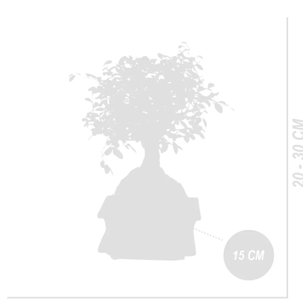 BLOOMIQUE - Bonsaï zelkova - forme sphère - bonsaï - plantes d'intérieur - hauteur 20-30 cm - 15 cm de large