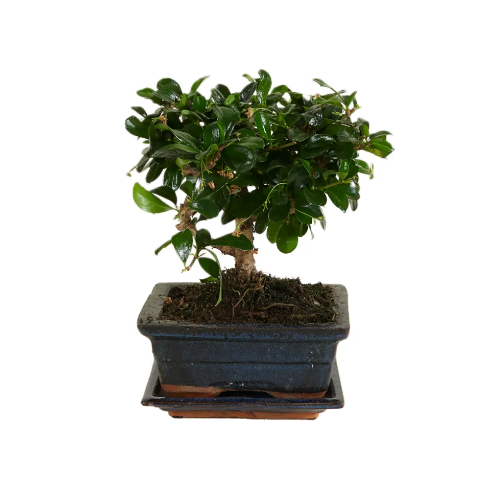 BLOOMIQUE - Bonsai carmona - forme sphère - bonsaï - plantes d'intérieur - hauteur 20-30 cm - 15 cm de large