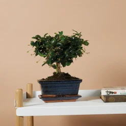 BLOOMIQUE - Bonsai carmona - forme sphère - bonsaï - plantes d'intérieur - hauteur 20-30 cm - 15 cm de large