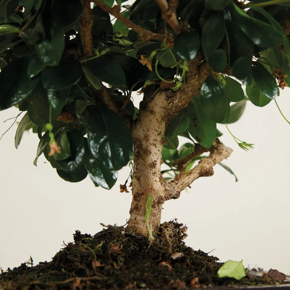 BLOOMIQUE - Bonsai carmona - forme sphère - bonsaï - plantes d'intérieur - hauteur 20-30 cm - 15 cm de large