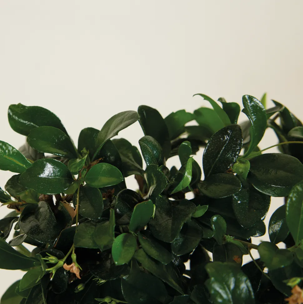 BLOOMIQUE - Bonsai carmona - forme sphère - bonsaï - plantes d'intérieur - hauteur 20-30 cm - 15 cm de large