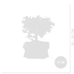 BLOOMIQUE - Bonsai carmona - forme sphère - bonsaï - plantes d'intérieur - hauteur 20-30 cm - 15 cm de large