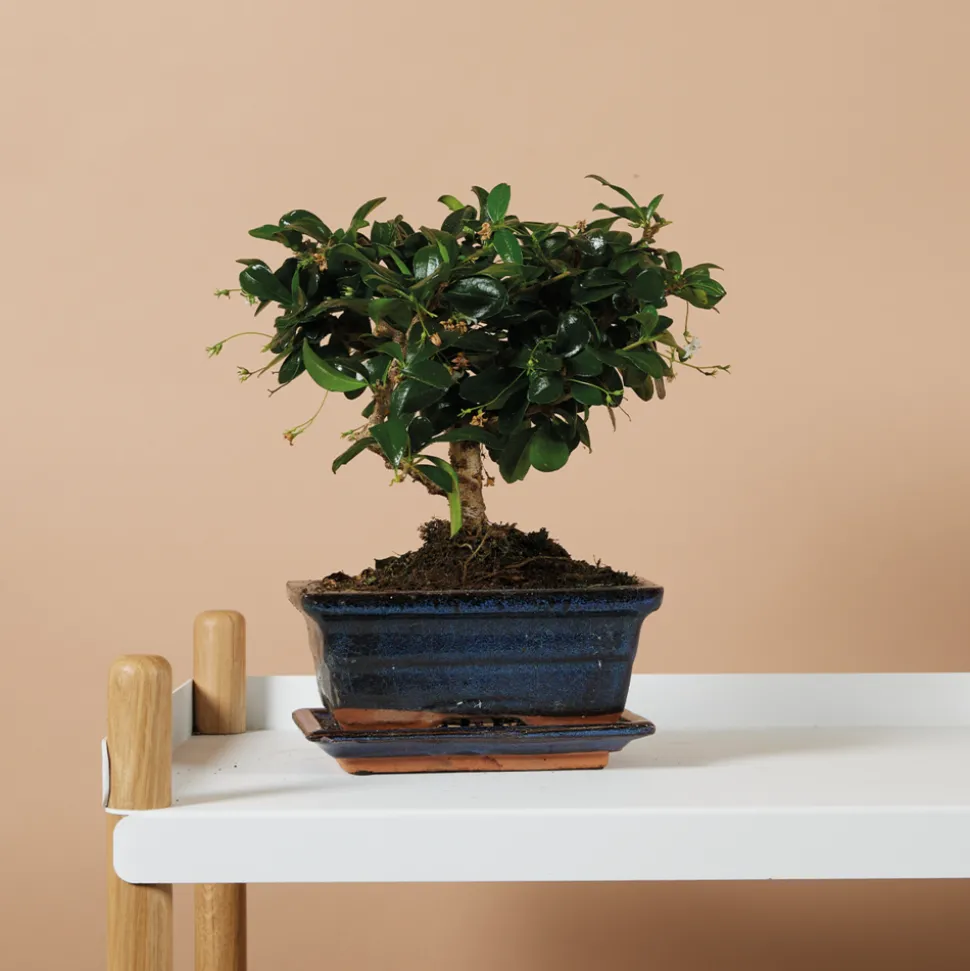 BLOOMIQUE - Bonsai carmona - forme sphère - bonsaï - plantes d'intérieur - hauteur 20-30 cm - 15 cm de large