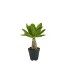 BLOOMIQUE - Brighamia insignis - palmier d'hawaï - plantes d'intérieur - pot 12cm - 25-35cm de haut