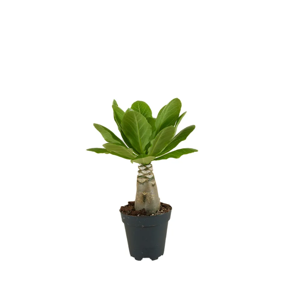 BLOOMIQUE - Brighamia insignis - palmier d'hawaï - plantes d'intérieur - pot 12cm - 25-35cm de haut