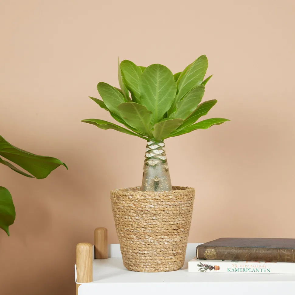 BLOOMIQUE - Brighamia insignis - palmier d'hawaï - plantes d'intérieur - pot 12cm - 25-35cm de haut