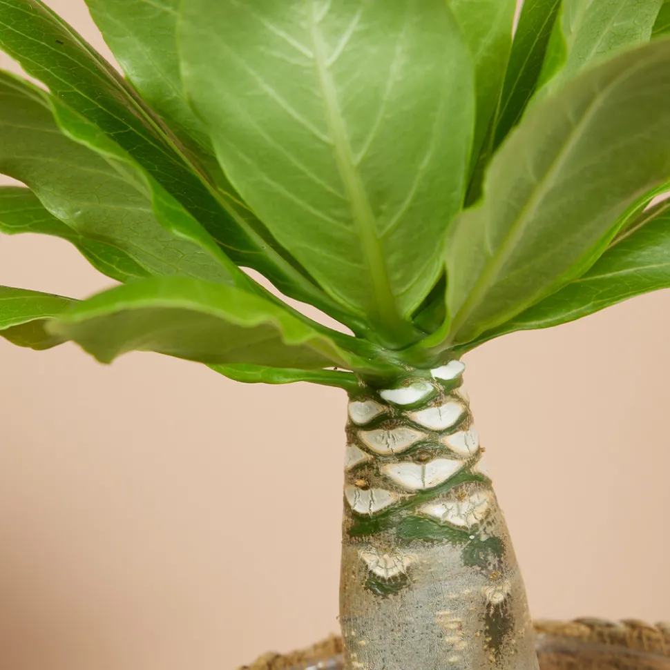 BLOOMIQUE - Brighamia insignis - palmier d'hawaï - plantes d'intérieur - pot 12cm - 25-35cm de haut