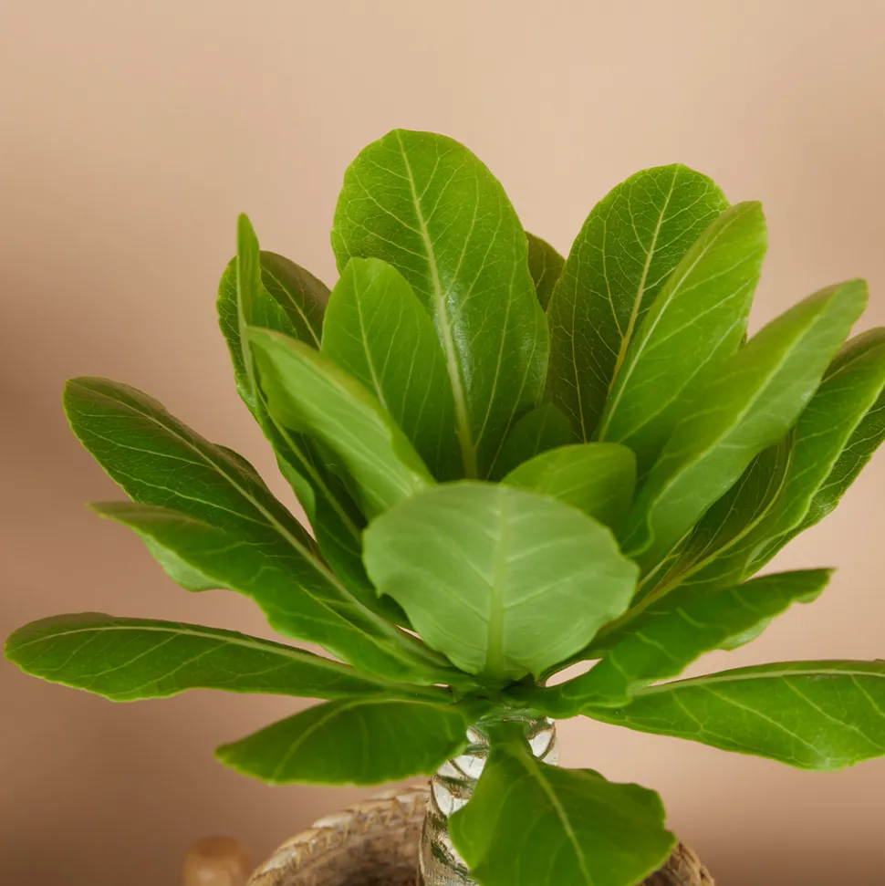 BLOOMIQUE - Brighamia insignis - palmier d'hawaï - plantes d'intérieur - pot 12cm - 25-35cm de haut