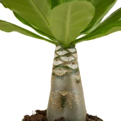 BLOOMIQUE - Brighamia insignis - palmier d'hawaï - plantes d'intérieur - pot 12cm - 25-35cm de haut