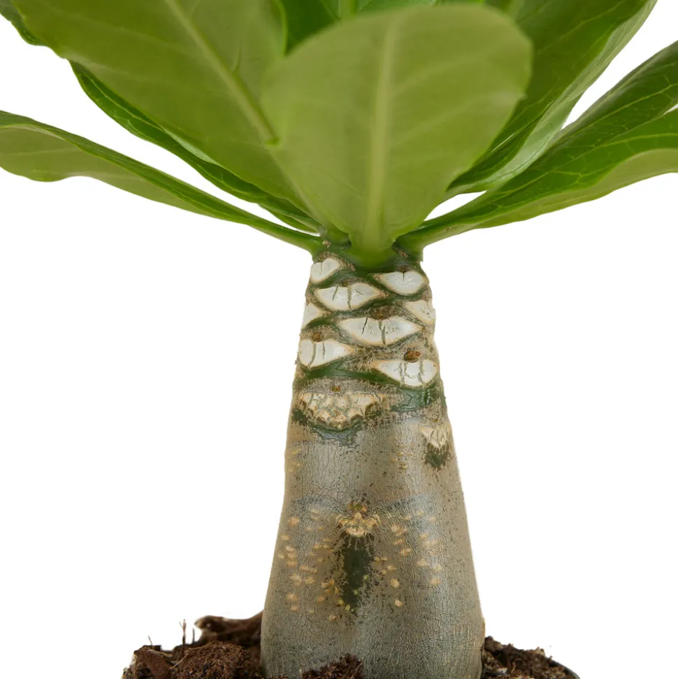 BLOOMIQUE - Brighamia insignis - palmier d'hawaï - plantes d'intérieur - pot 12cm - 25-35cm de haut