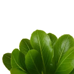 BLOOMIQUE - Brighamia insignis - palmier d'hawaï - plantes d'intérieur - pot 12cm - 25-35cm de haut