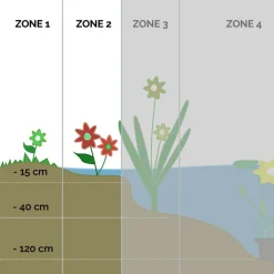 BLOOMIQUE - Butomus umbellatus - butome en ombelle - plantes de bassin - 15-25 cm de haut - pot 9 cm