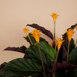 BLOOMIQUE - Calathea crocata - flamme éternelle - plantes d’intérieur - 40-50 cm de haut - pot 14 cm