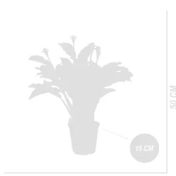 BLOOMIQUE - Calathea crocata - flamme éternelle - plantes d’intérieur - 40-50 cm de haut - pot 14 cm